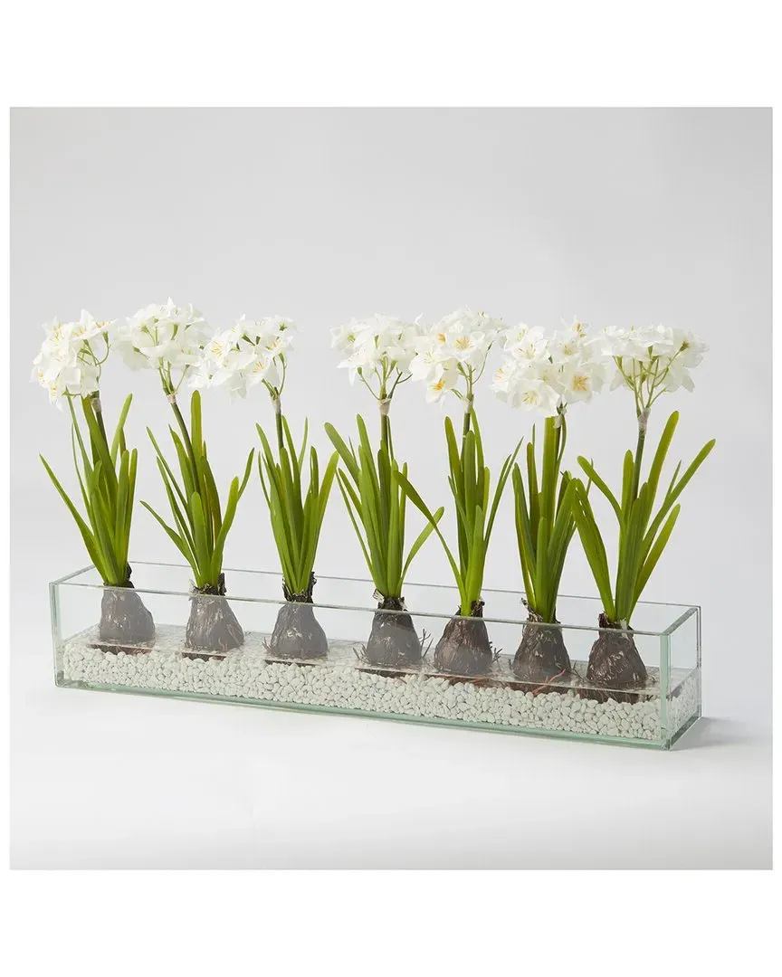 Paper White Bulbs Rectangle Glass Planter - Clear image