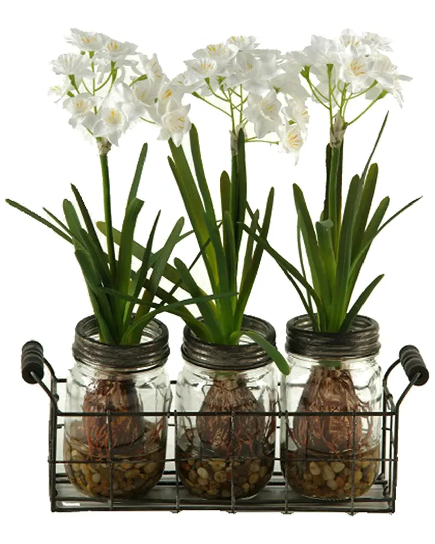 Paper Whites in Glass Jars with Metal Holder - White image