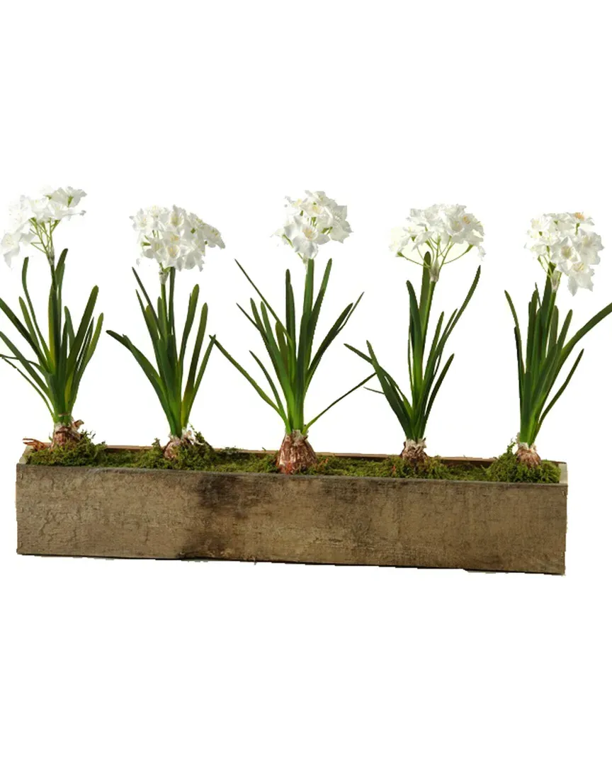 Paper Whites in Rectangle Wooden Planter - White