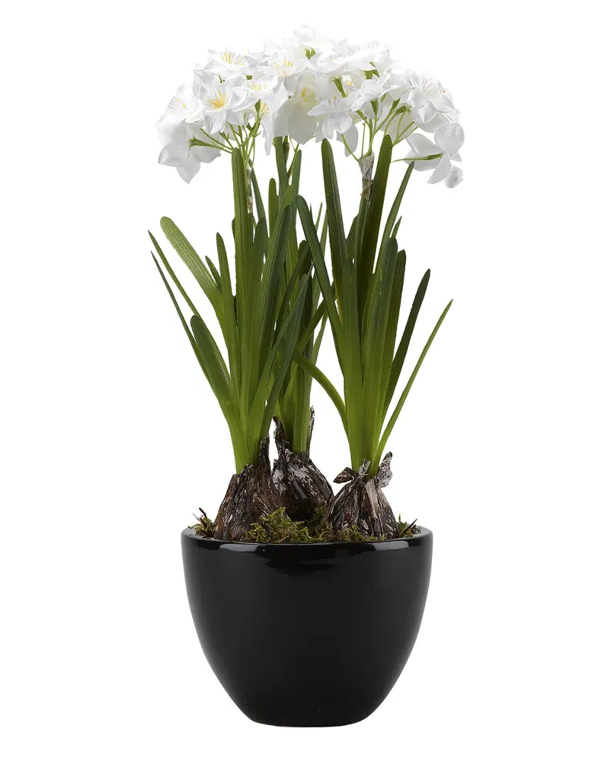 Paperwhite Bulbs in Round Ceramic Planter - White image