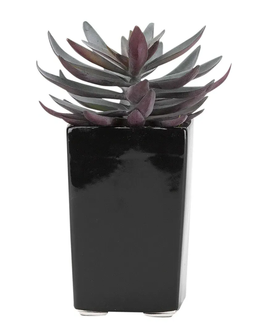 Purple Echeveria in Square Ceramic Planter - Purple image