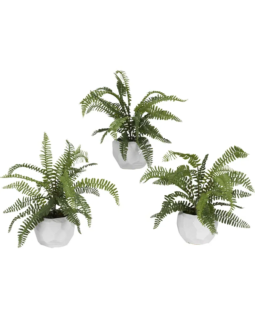 Set of 3 Boston Fern in Glossy White Ceramic Planters