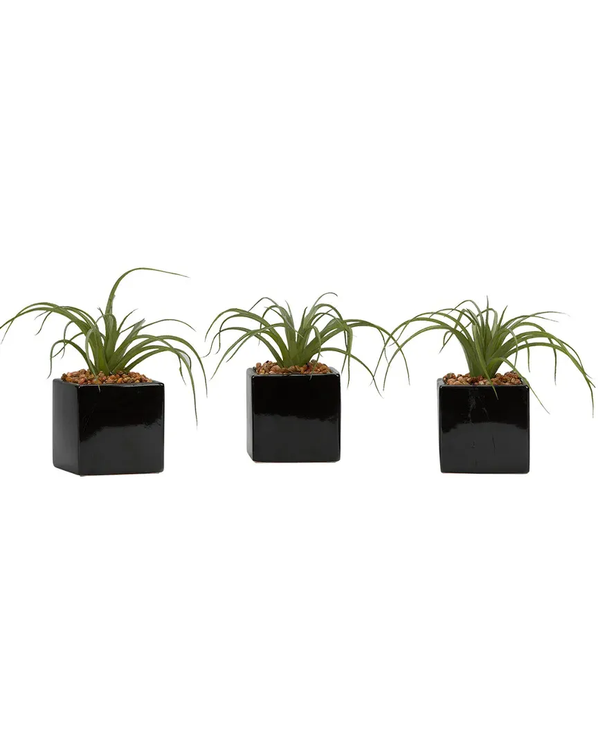 Set of 3 Curly Tillandsia in Black Ceramic Cube - Green