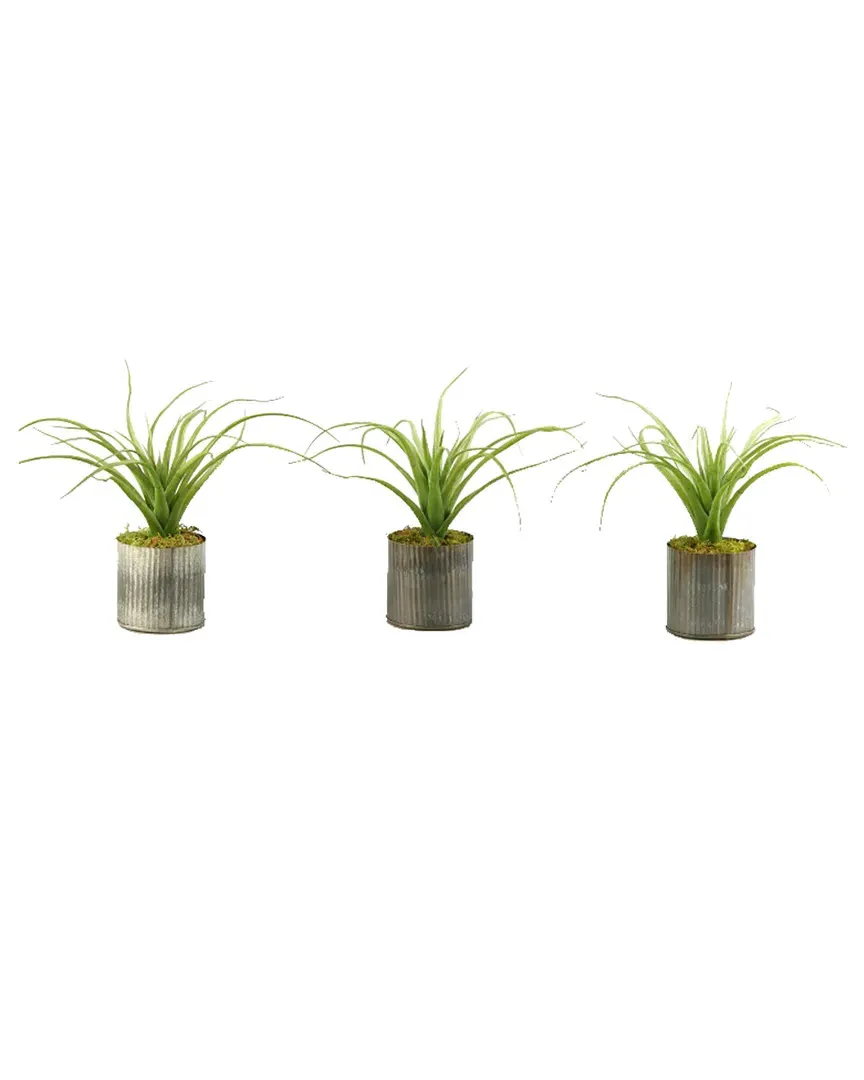 Set of 3 Light Green Curly Tillandsia in Round Tin Planter image
