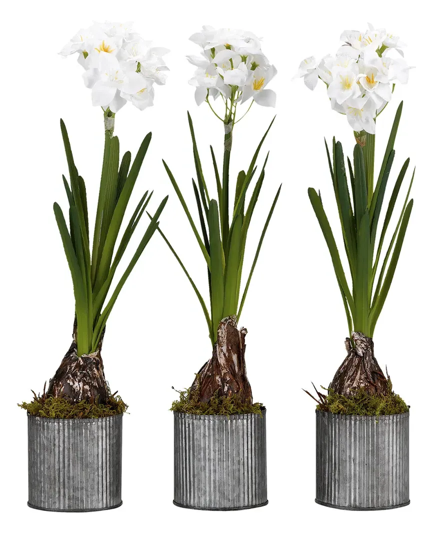 Set of 3 Paperwhite Bulbs in Round Tin Planters - White
