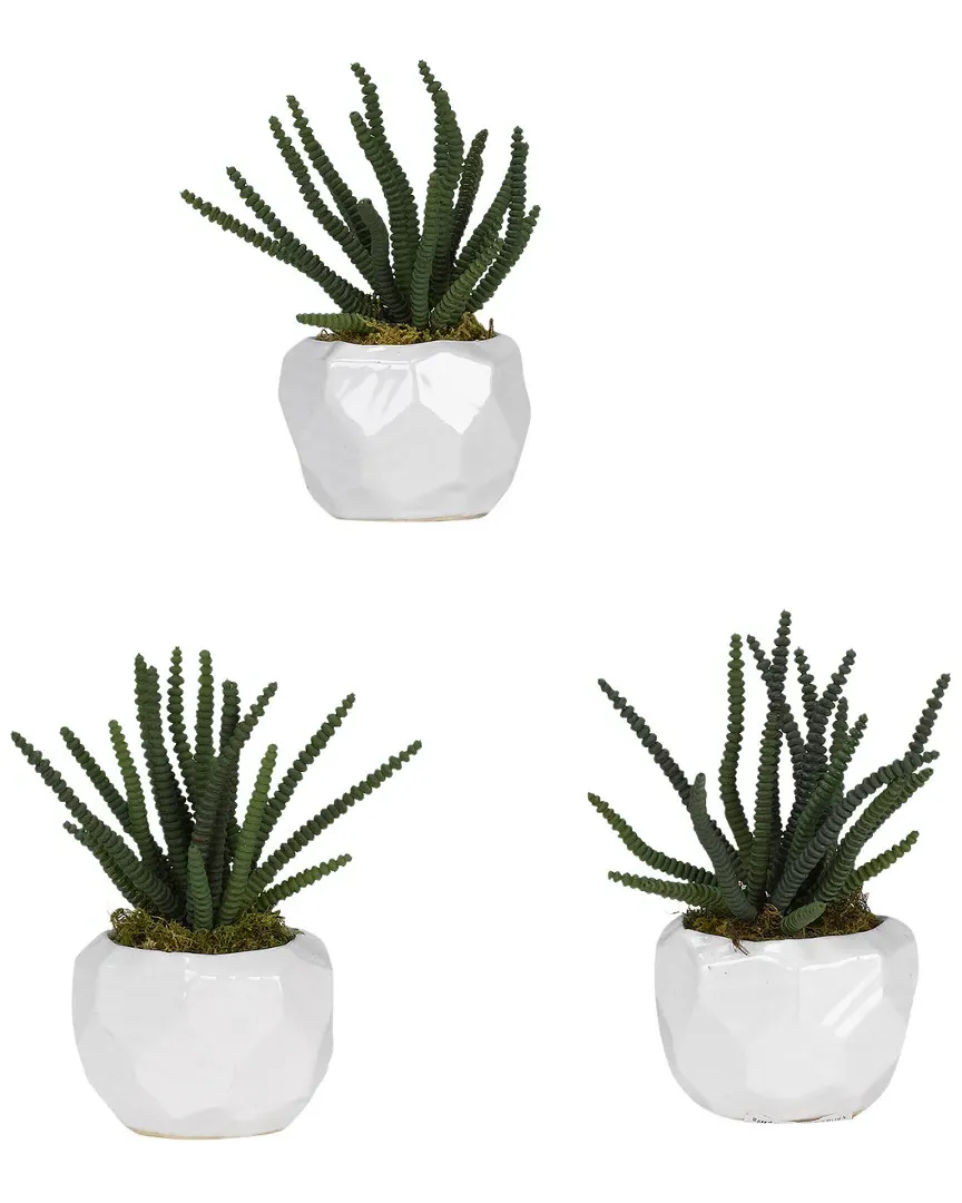 Set of 3 Worm Succulent Plants - White, Ceramic image