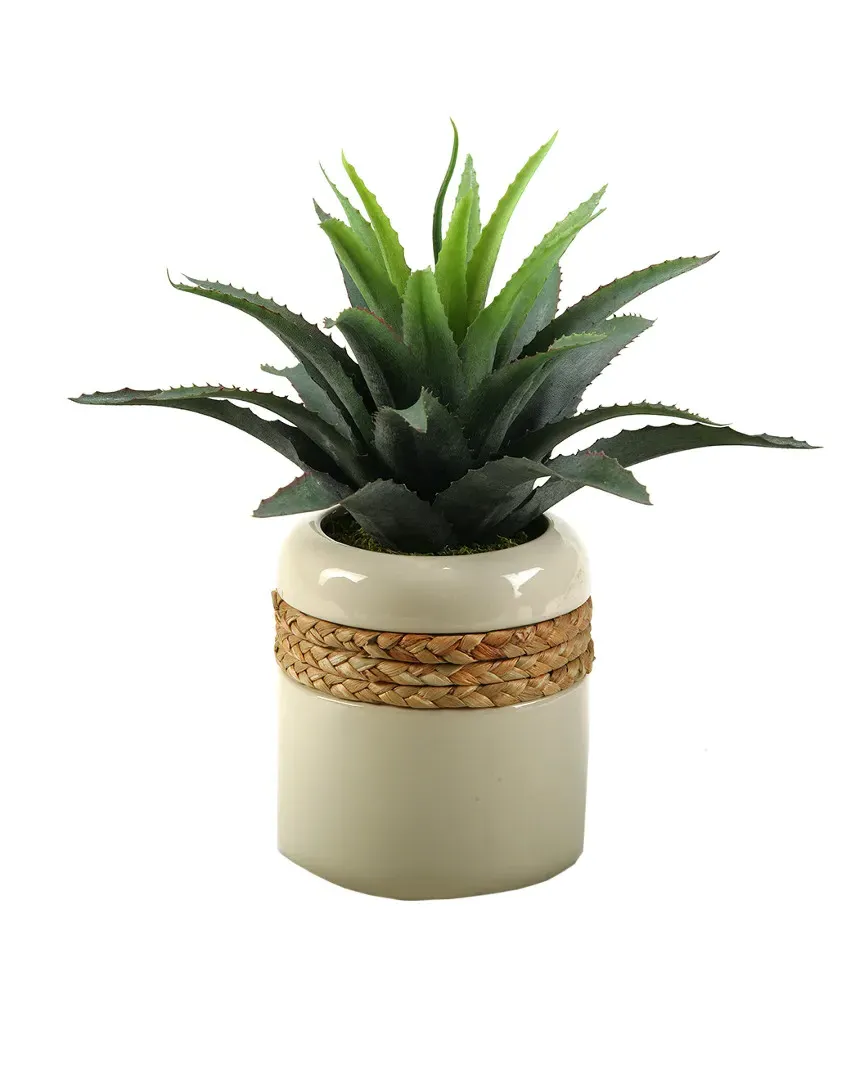 Star Succulent in Round Ceramic Planter - Green image