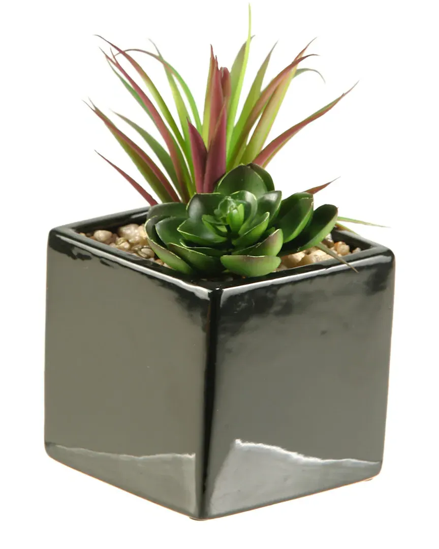 Succulent and Echeveria in Square Ceramic Planter - Black image