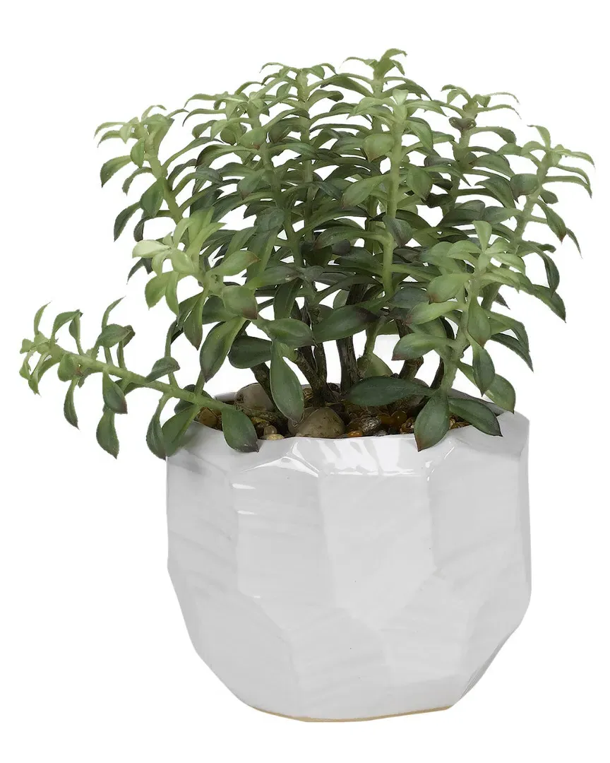 Tree Succulents in Ceramic Bowl - White image