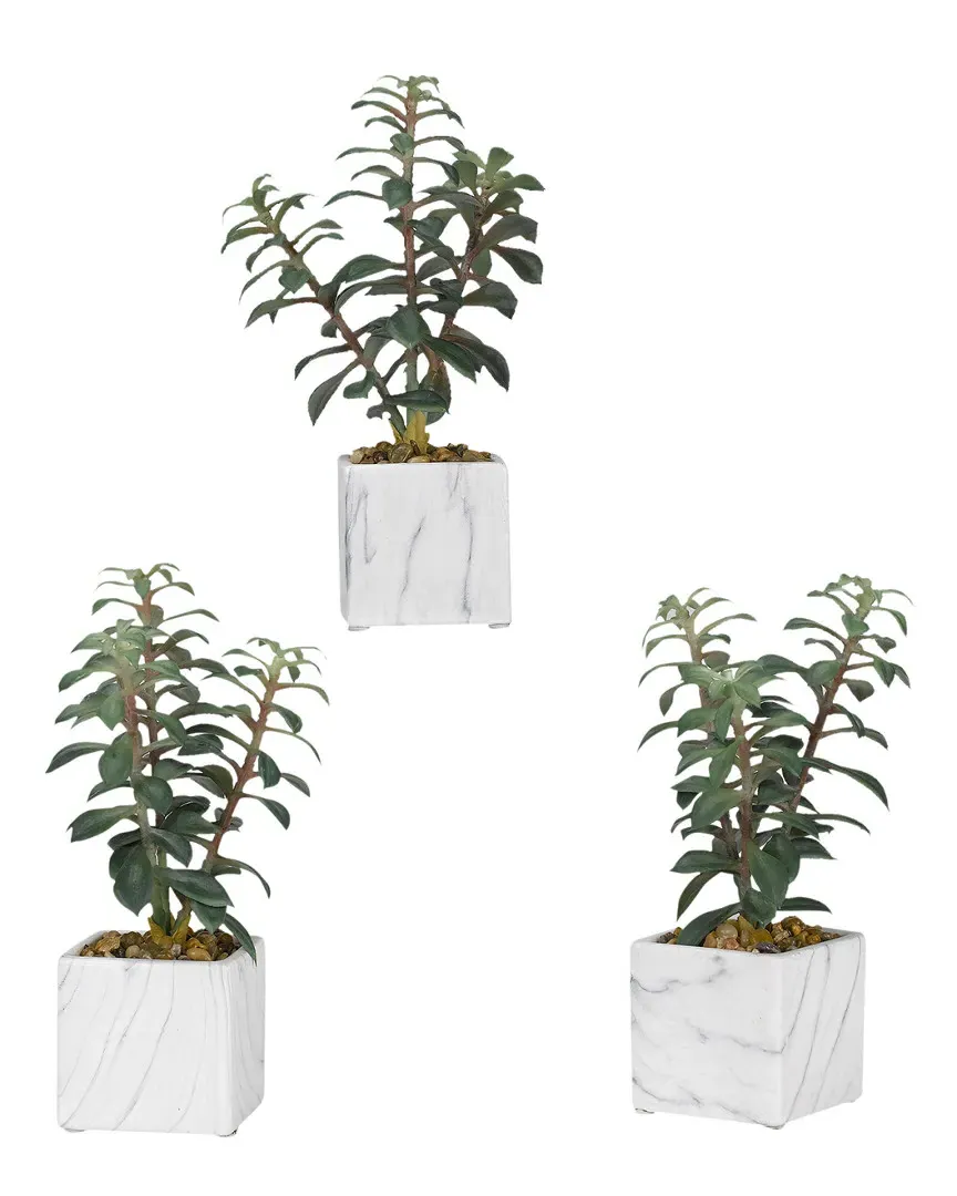 Tree Succulents in White Marbled Ceramic Cube - Set of 3 image