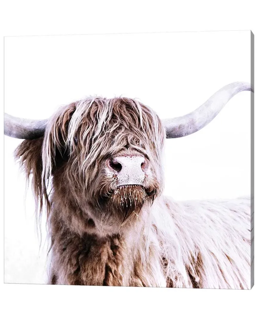 Highland Cattle Frida I Square by Monika Strigel Wall Art image