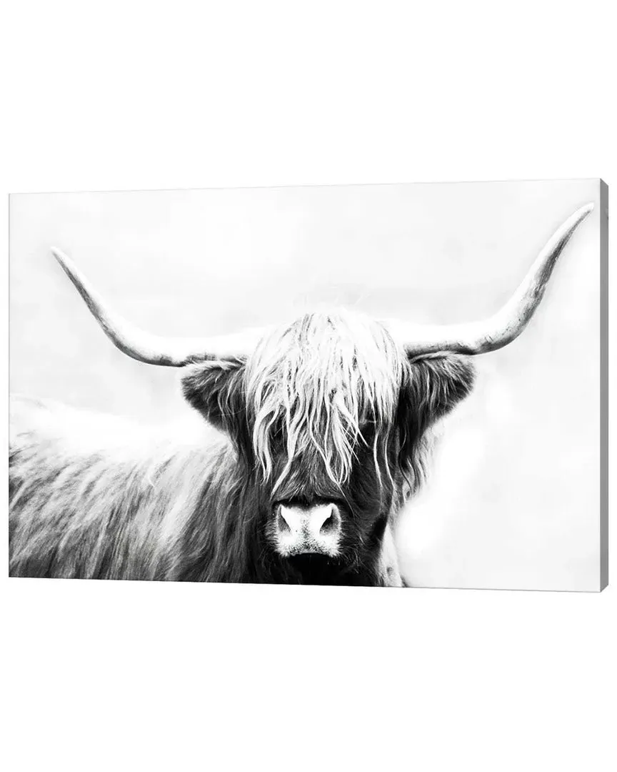 Highland Longhorn by Danita Delimont Wall Art - Canvas image