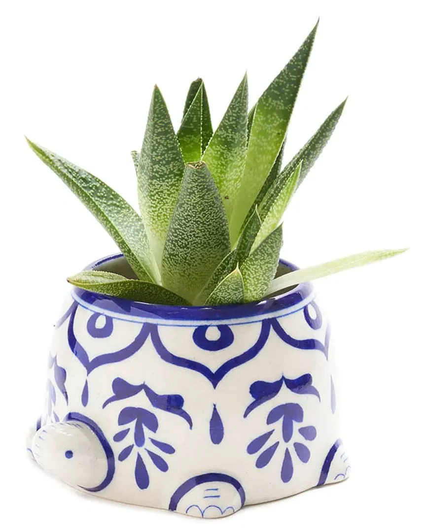 Lalita Mama Turtle Succulent Planter - Blue, Clay