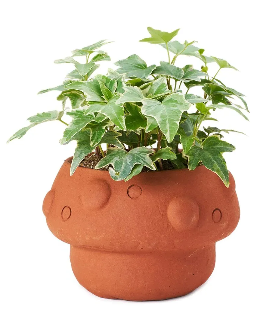Rakshana Mushroom Plant Pot - Terracotta, Clay