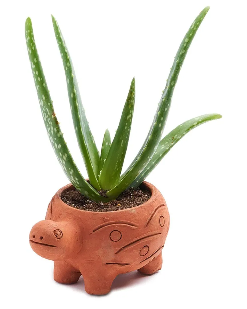 Rakshana Turtle Plant Pot - Terracotta, Clay