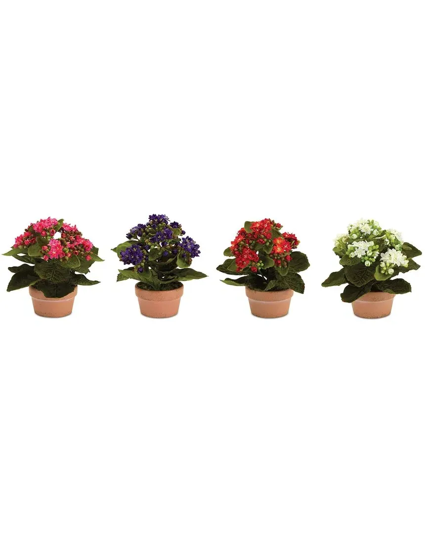 Set of 4 Kalanchoe Flowers in Terra Cotta Pots - Multicolor image