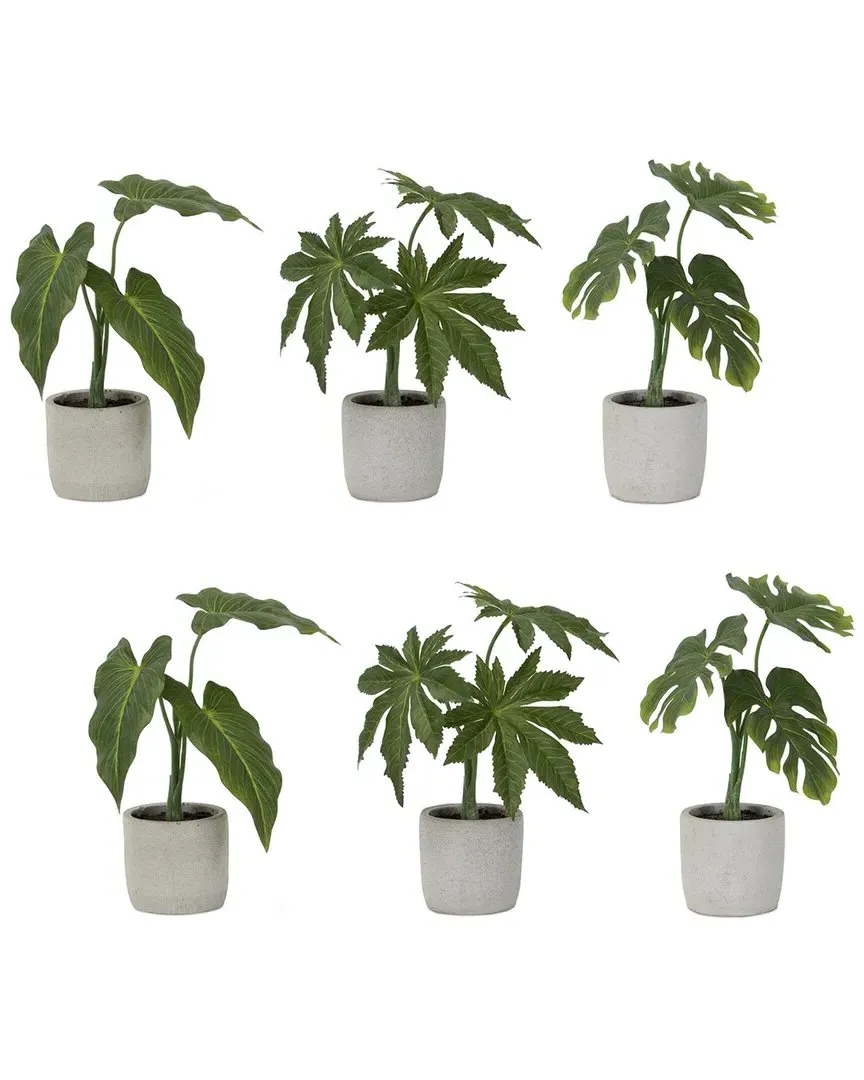 Set of 6 Foliage Plants in Grey Pot - Green