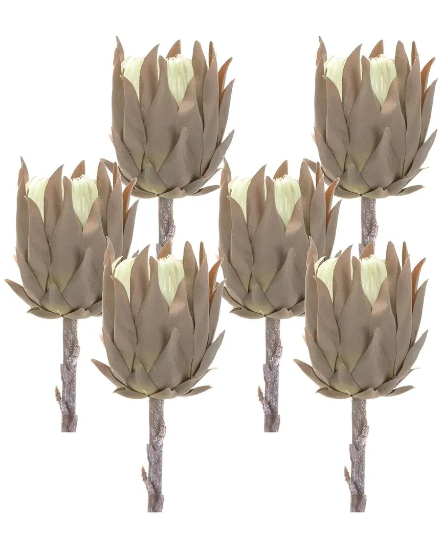 Set of 6 Protea Stems - Brown