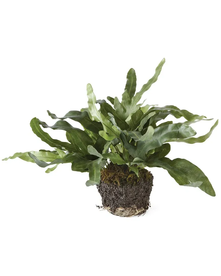 11.5in Echeveria Fern Drop-In Plant for Pots image