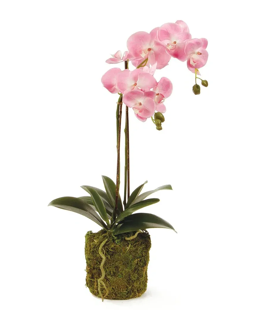 23in Phalaenopsis Orchid Drop-In Set - Pink