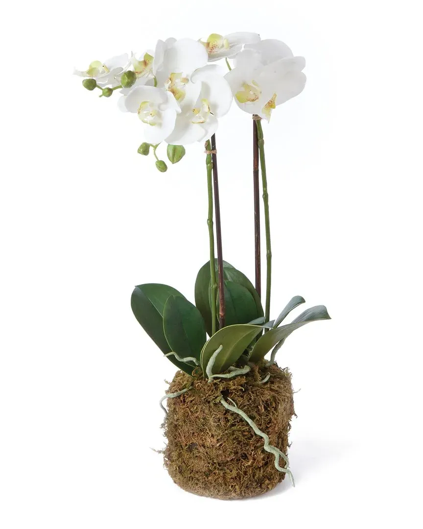 23in Phalaenopsis Orchid Drop-In Set - White image