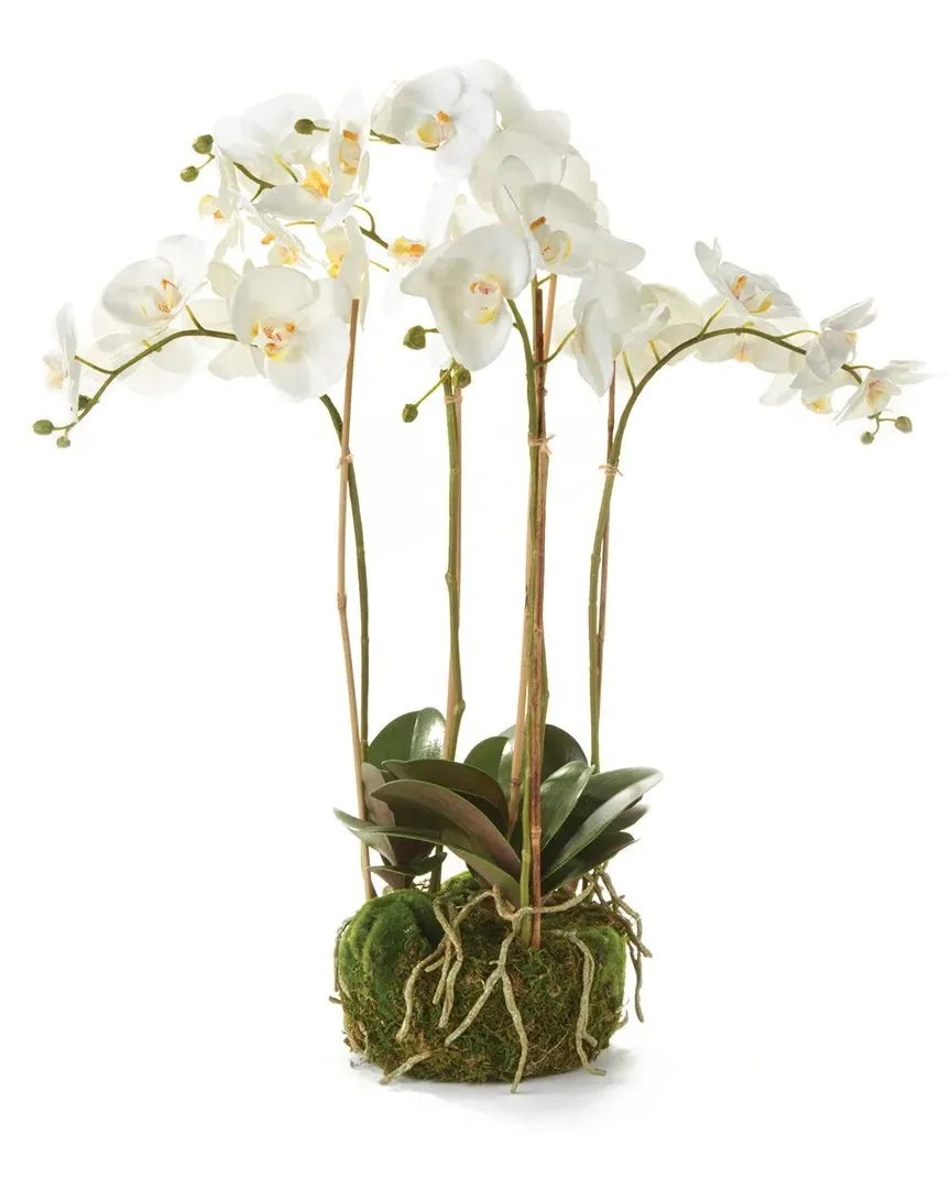 25in Phalaenopsis Orchid Bowl Drop-In - White