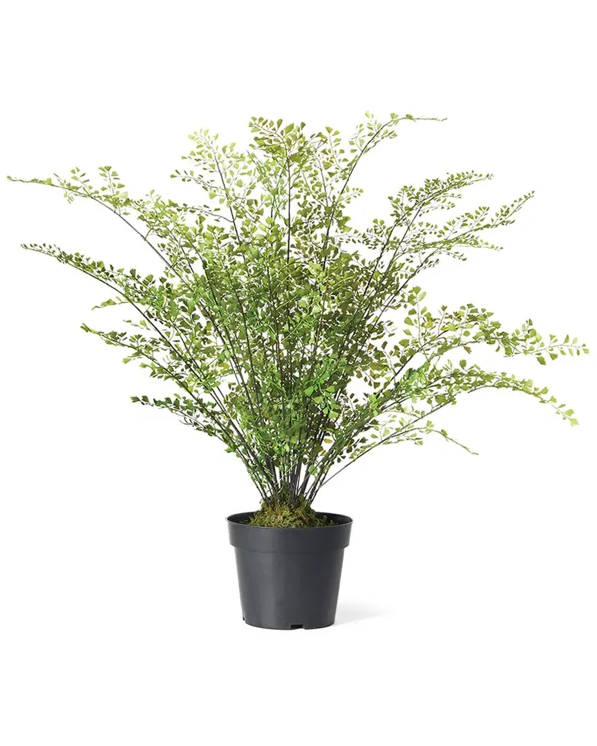 Maidenhair Drop-In Plant 30in - Green image