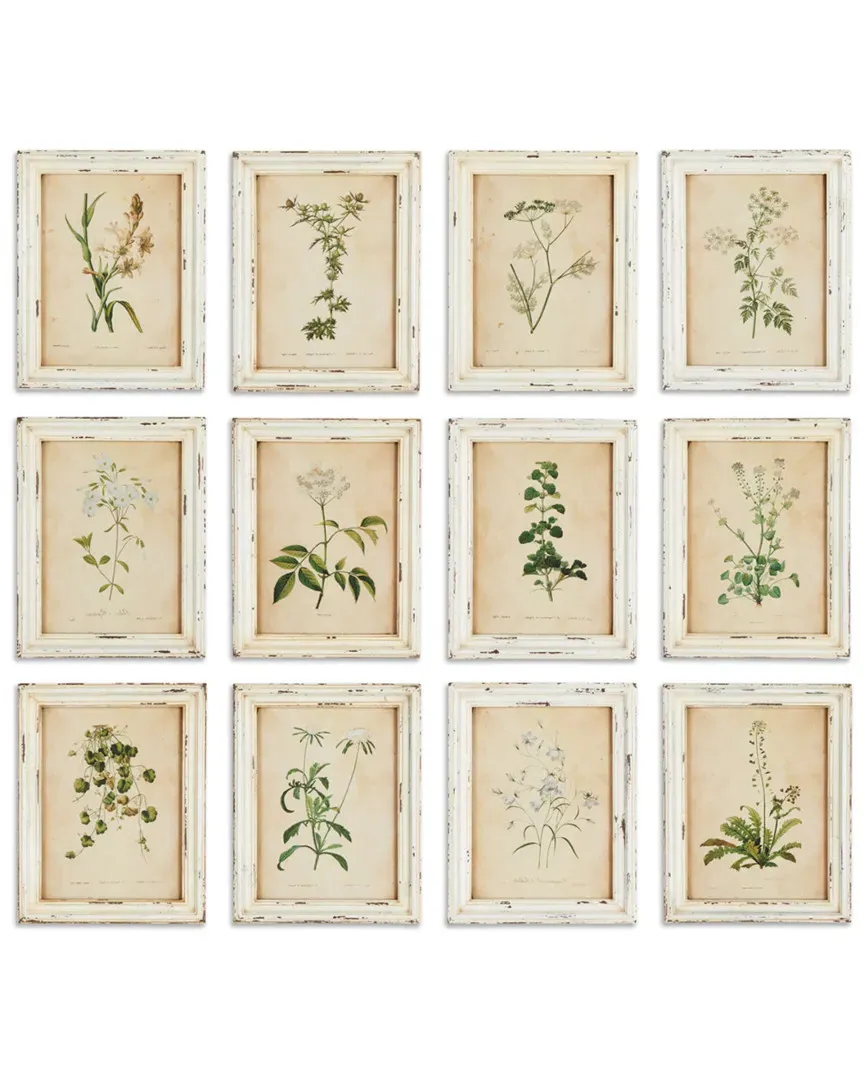 Set of 12 Framed Wild Flower Botanical Prints - White image