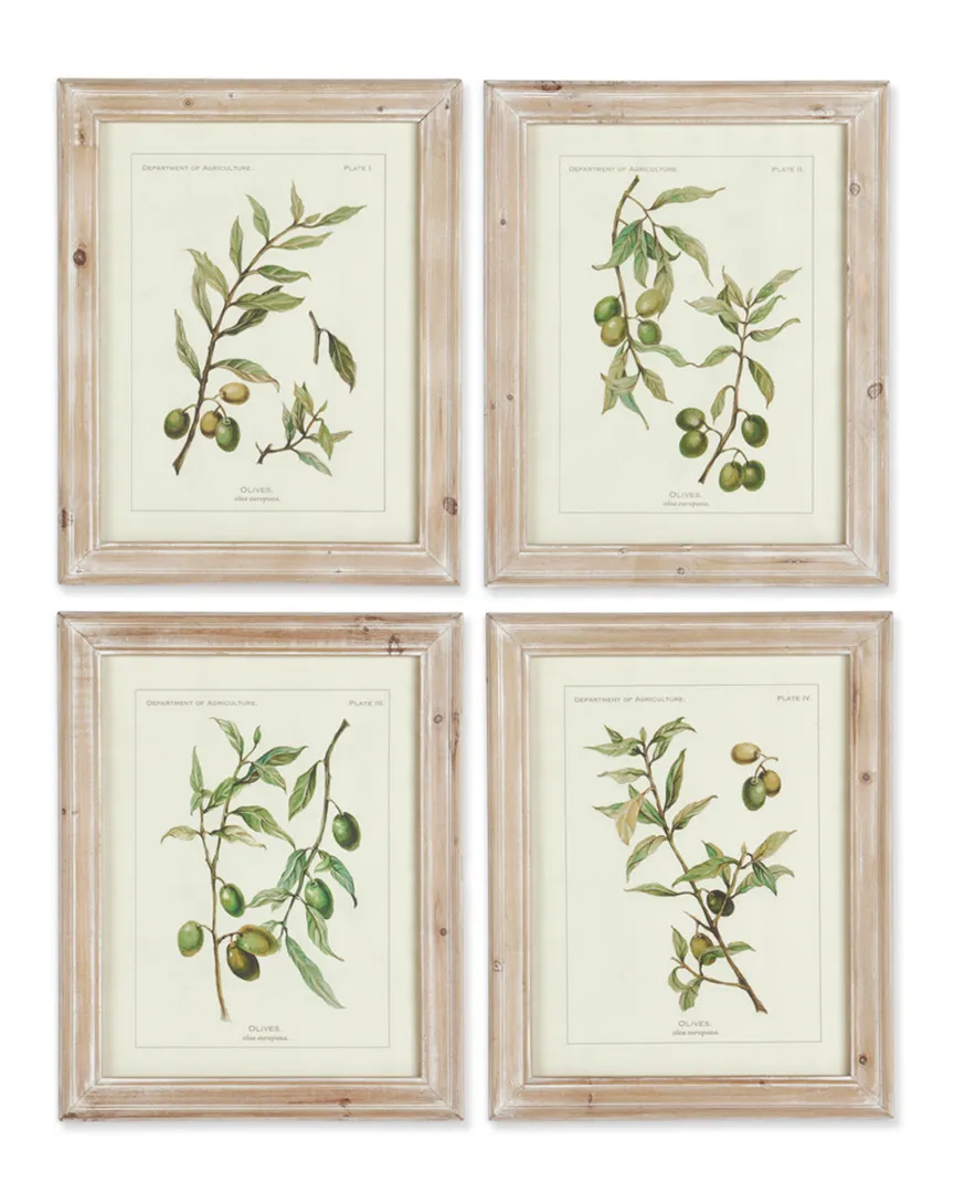 Set of 4 Framed Olive Leaf Botanical Prints - White, Wood image
