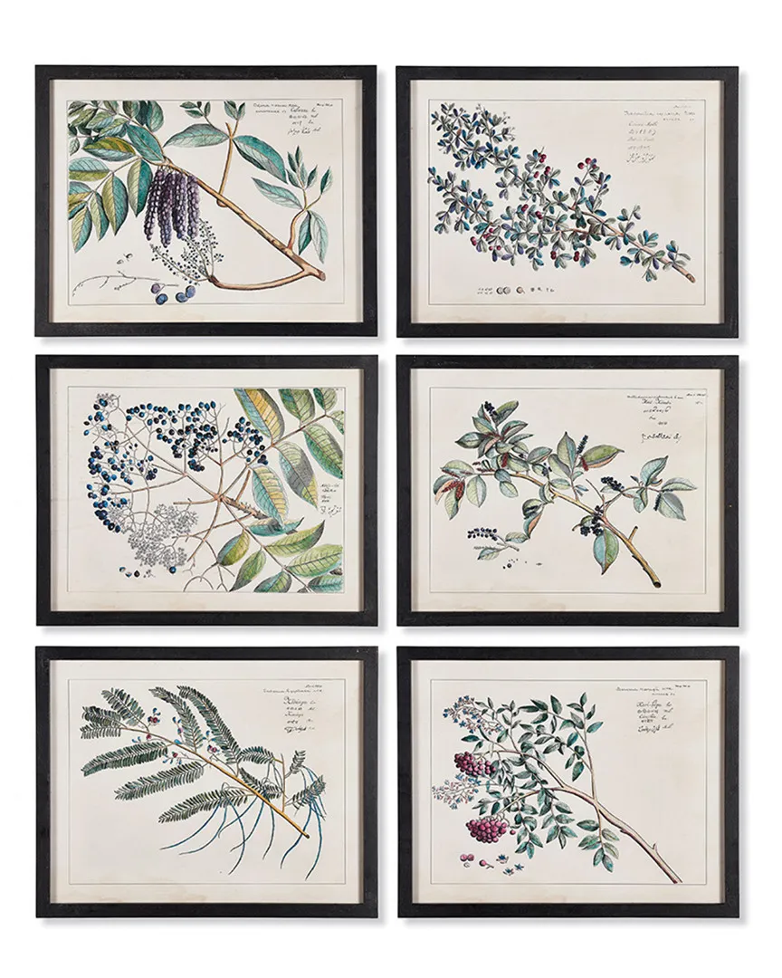 Set of 6 Berry Branch Botanical Study Prints - Black image