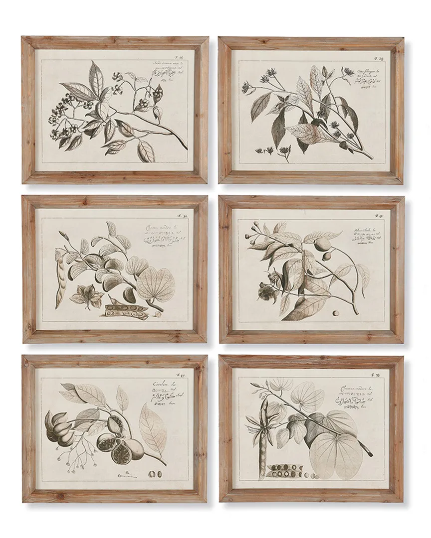 Set of 6 Fruit Bearing Branch Illustrations - Brown image
