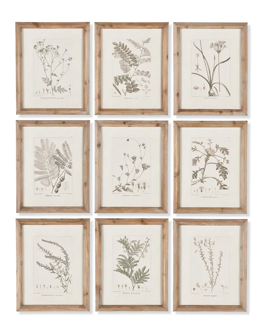 Set of 9 Botanical Illustrations - Brown