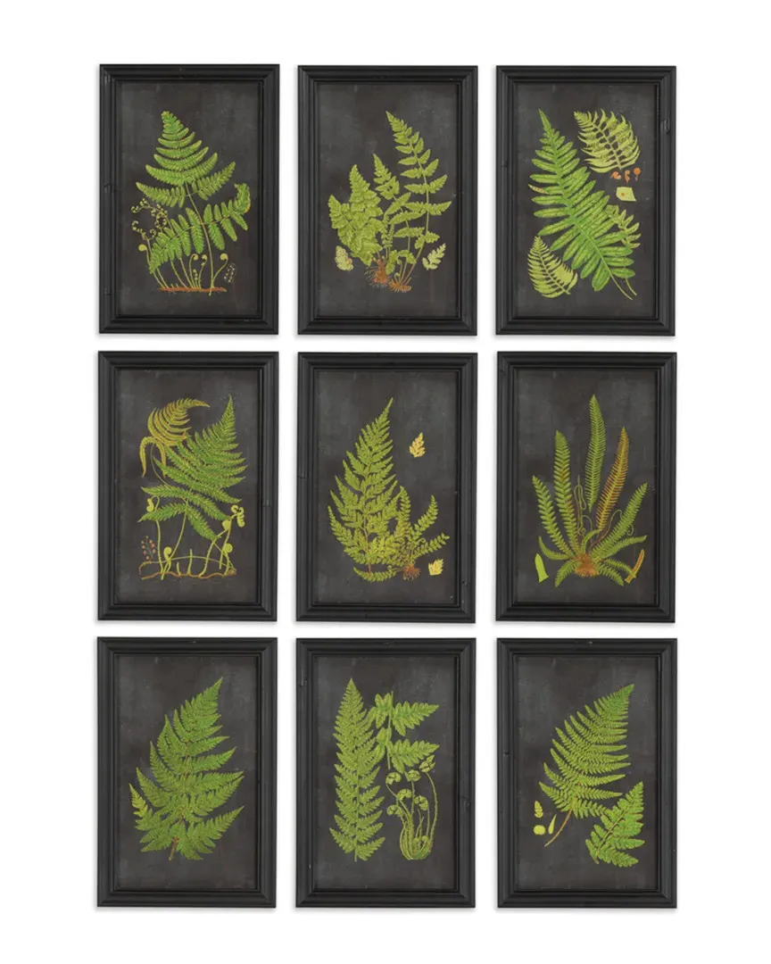 Set of 9 Framed Fern Botanical Prints - Black image