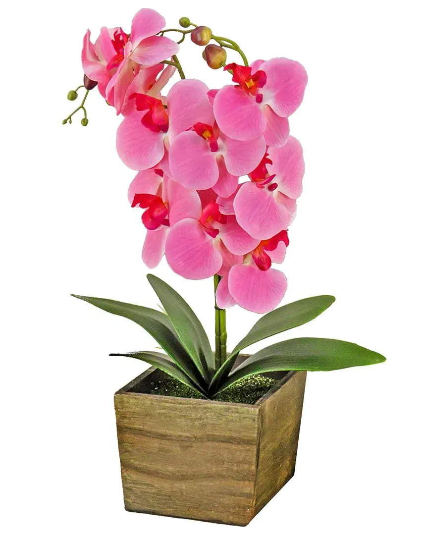 21In Orchid Flower in Wood Box - Pink