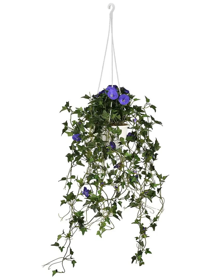 44In Hanging Morning Glory Plant - Green image