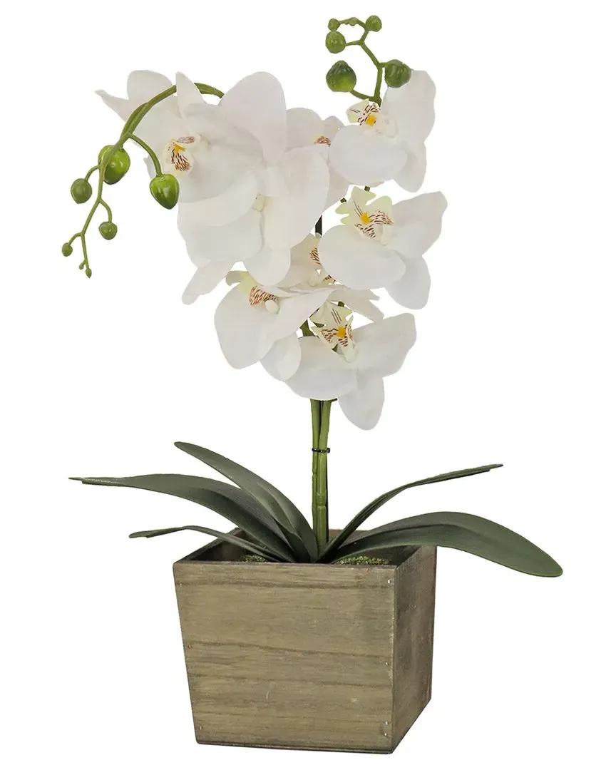 Orchid Flower Arrangement in Wood Box - White image