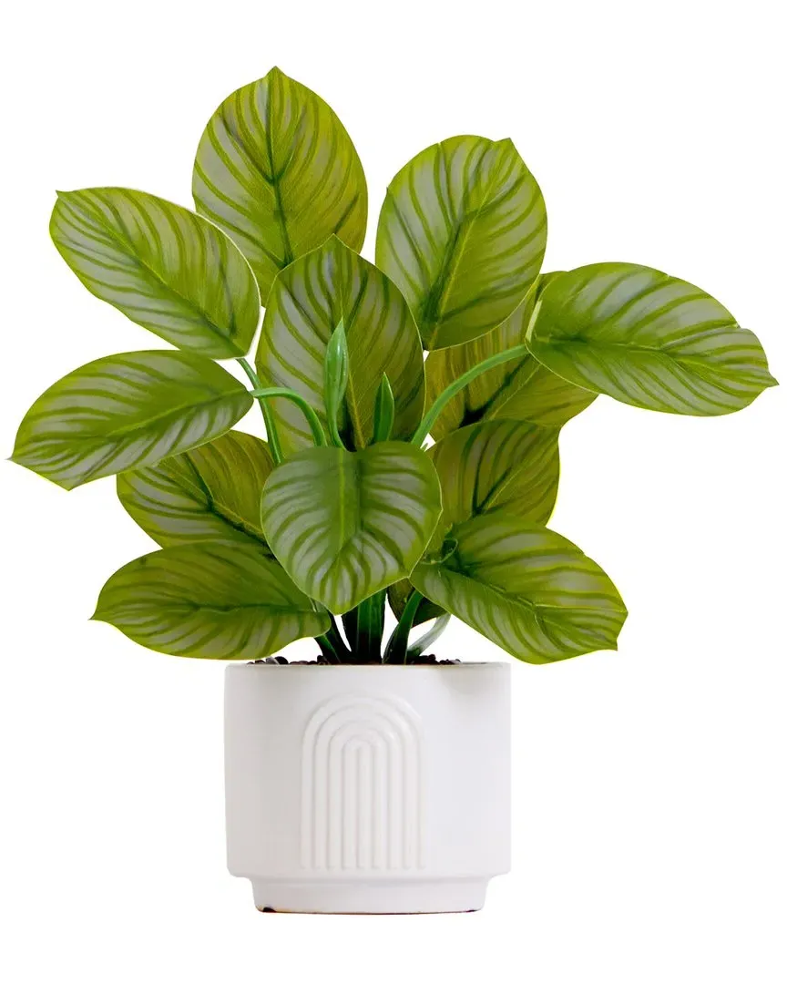 12in Artificial Calathea Plant with Decorative Planter - Green