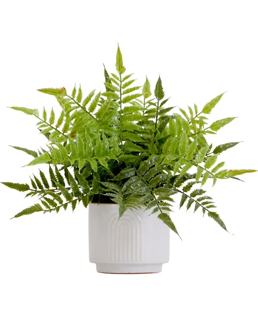 13in Boston Fern Plant with Decorative Planter - Green image