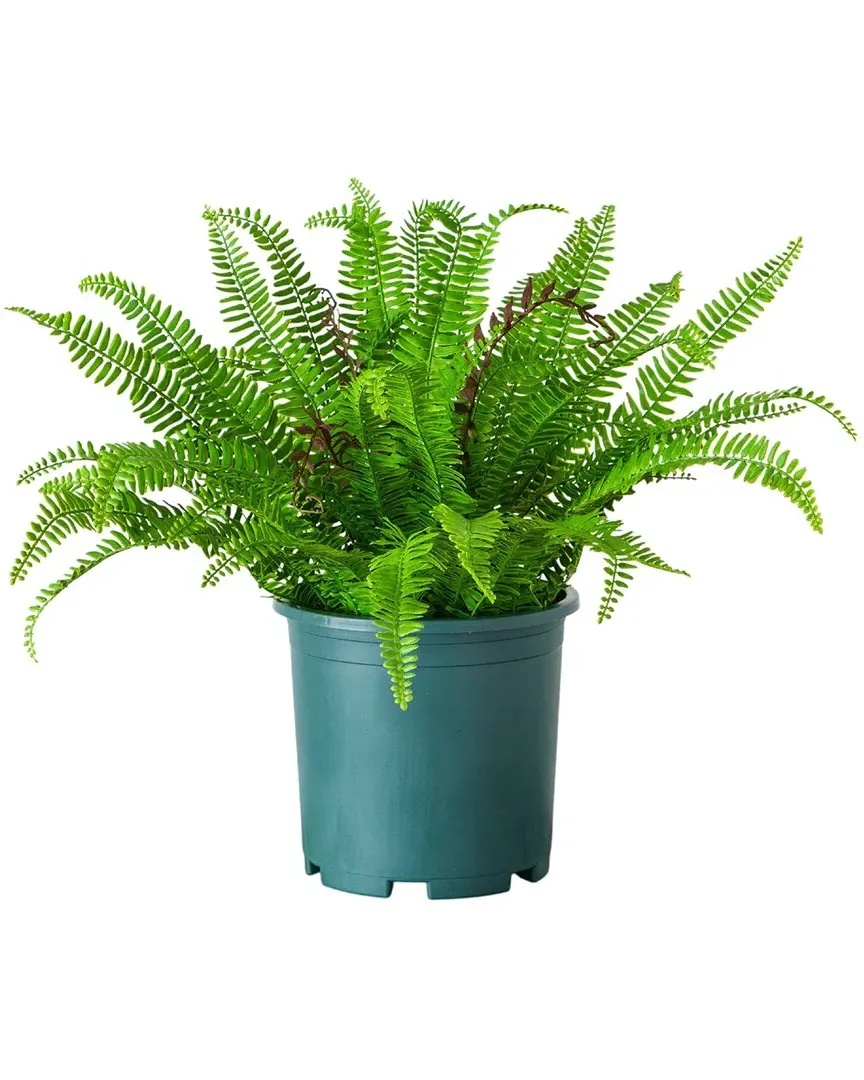 23in Artificial Boston Fern Plant UV-Resistant - Green image