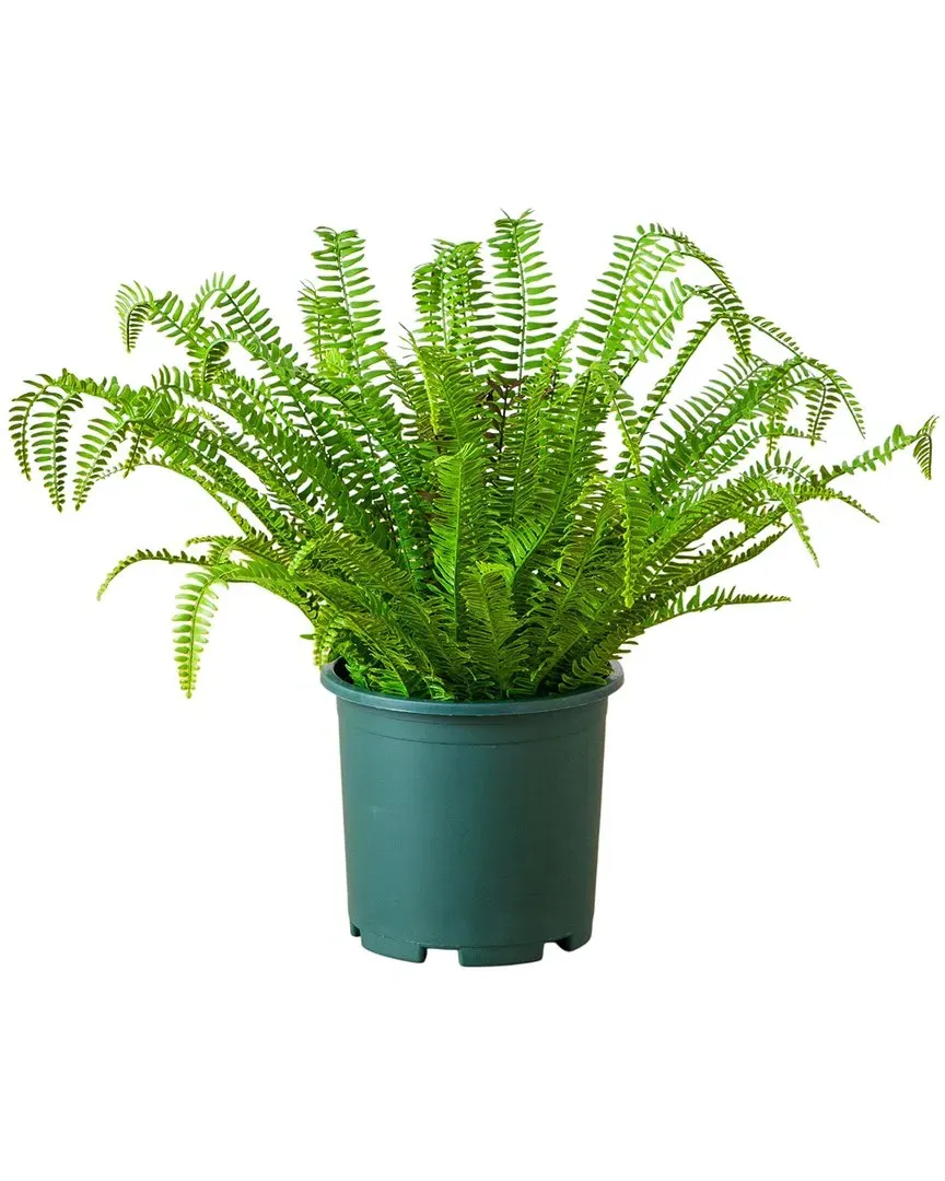 27in UV-Resistant Boston Fern Plant - Green