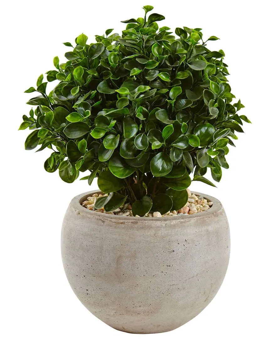 2ft Eucalyptus Silk Plant in Sand Bowl - Green image