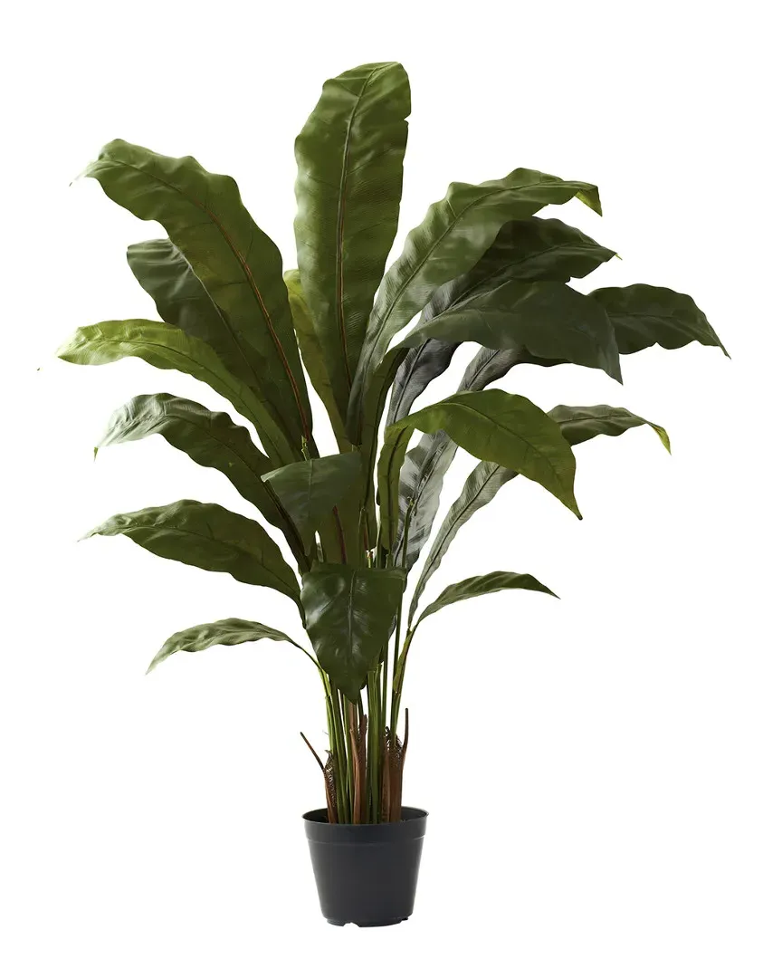 3.5ft Birds Nest Plant with Pot - Green