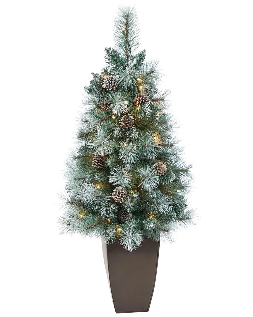 3.5ft Frosted Tip British Columbia Mountain Pine Tree - Green