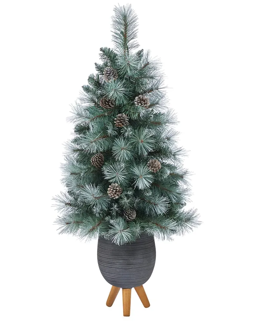 3.5ft Frosted Tip British Columbia Mountain Pine Tree - White