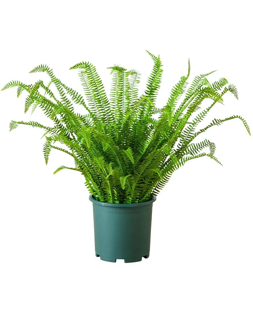 3ft UV-Resistant Boston Fern Plant - Green