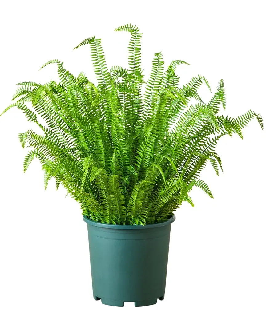 4ft UV-Resistant Boston Fern Plant - Green
