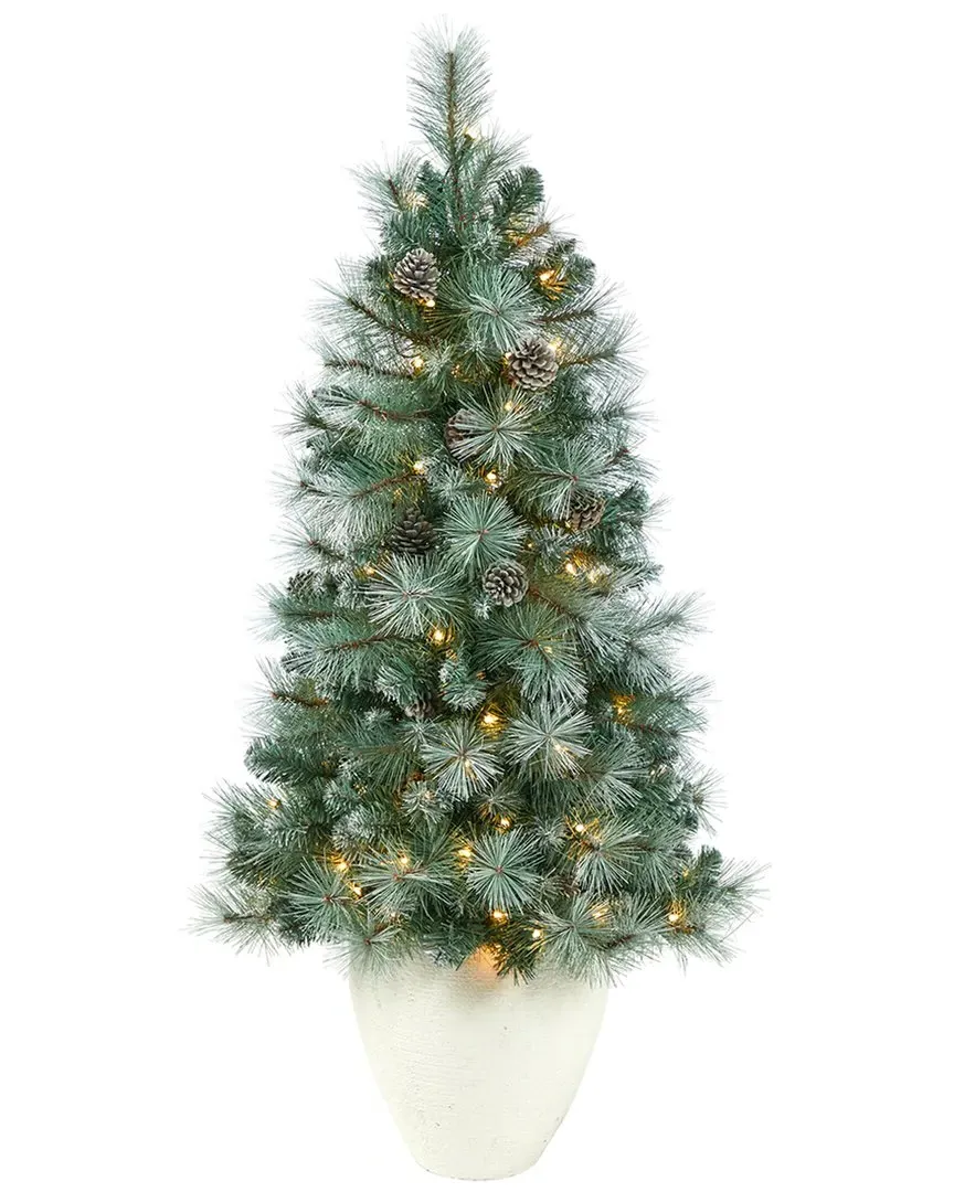 50in Frosted Tip British Columbia Mountain Pine Tree - Green