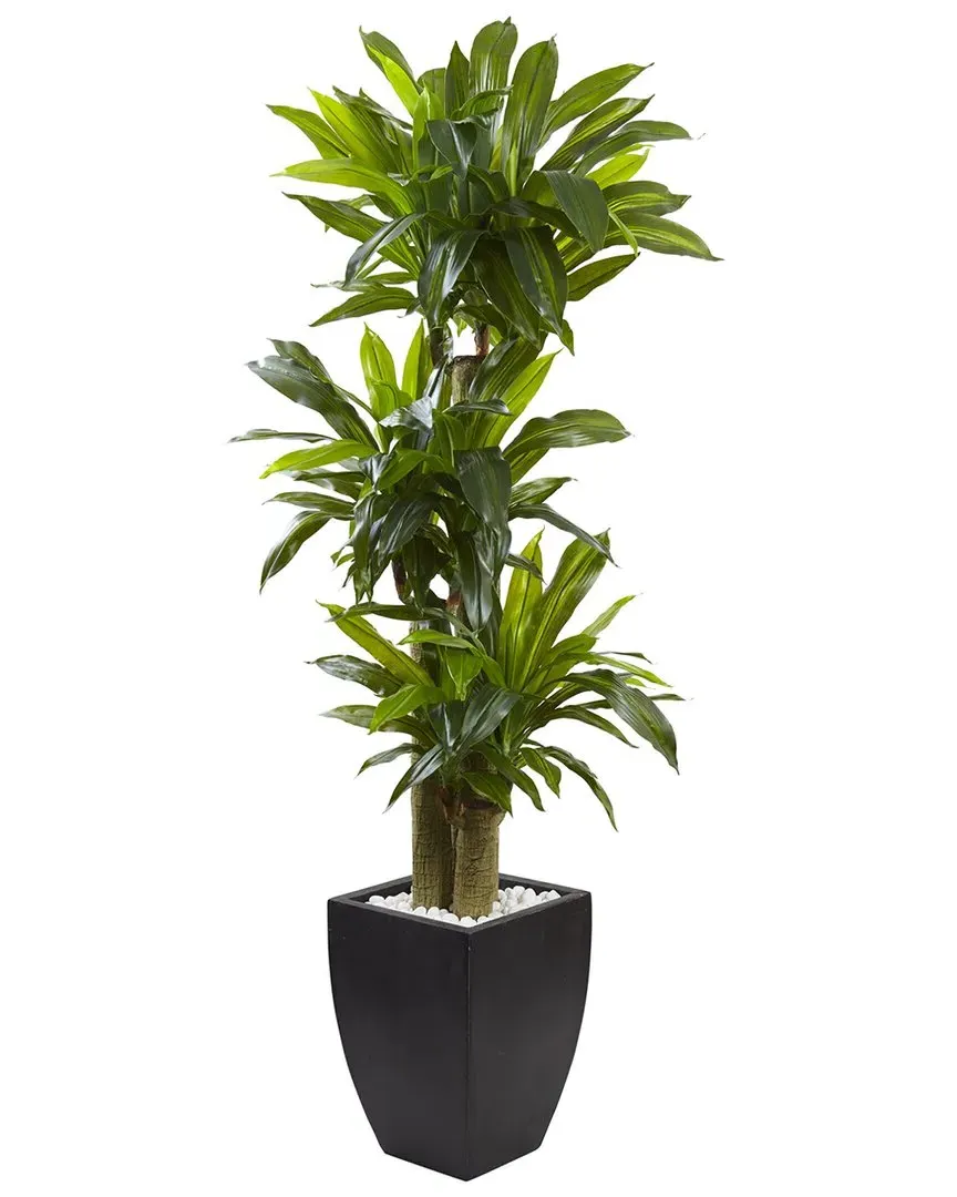 5.5ft Corn Stalk Dracaena with Planter - Green, Black Wash
