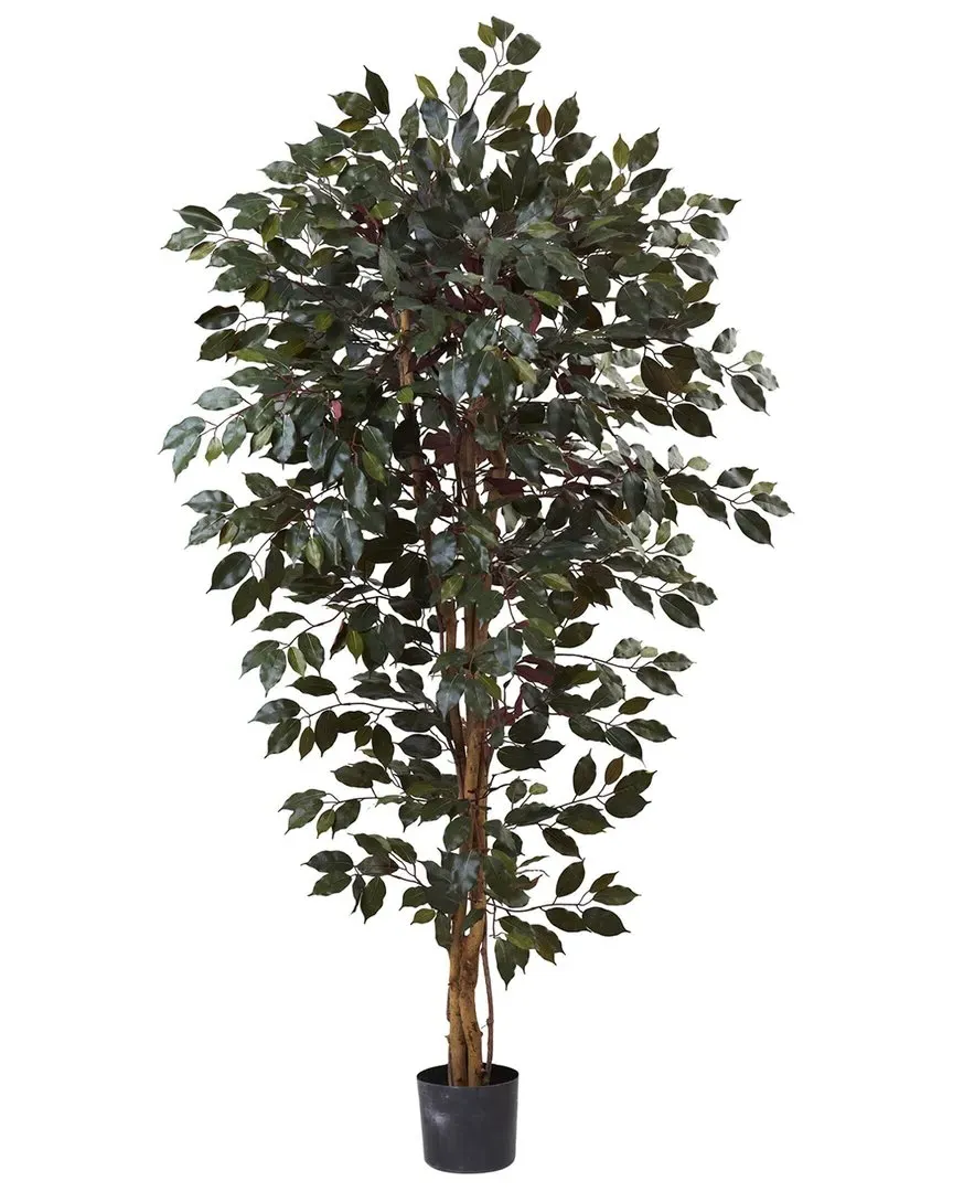 6ft Capensia Ficus Tree - Green image
