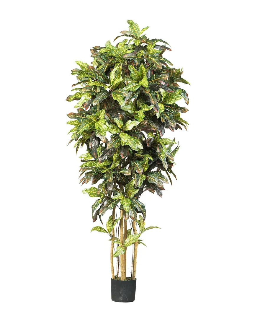 6ft Croton Silk Tree